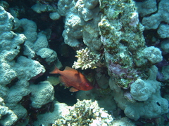 Priacanthidae