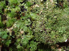Pannaria minutiphylla