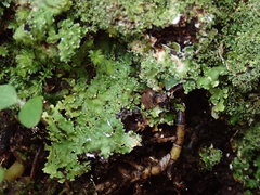 Pannaria minutiphylla