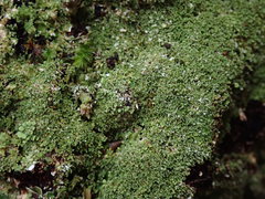 Pannaria minutiphylla