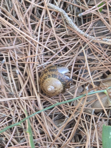 Cornu aspersum