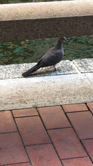 Streptopelia chinensis