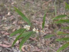 Hakea florulenta