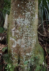 Roccellinastrum neglectum