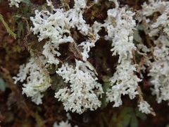 Roccellinastrum neglectum