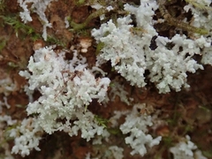 Roccellinastrum neglectum