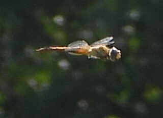 Wandering Glider