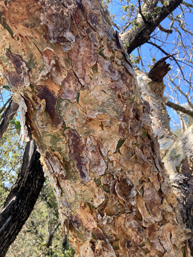 Paperbark Corkwood (Commiphora marlothii)
