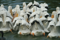 Pelecanus erythrorhynchos