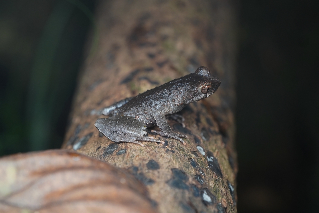Mount Tongbo Horned Toad