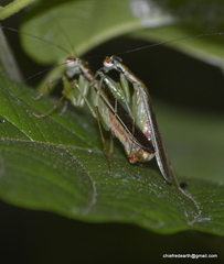 Mantodea
