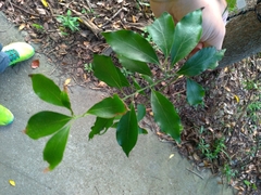 Cinnamomum philippinense