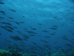 Caesio striata