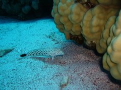 Parapercis hexophtalma