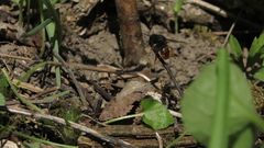Osmia bicolor