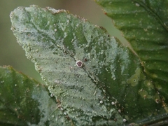 Byssoloma subundulatum