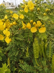 Senna auriculata