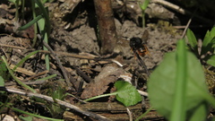 Osmia bicolor