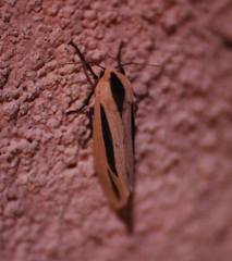 Creatonotos fasciatus pljustshi