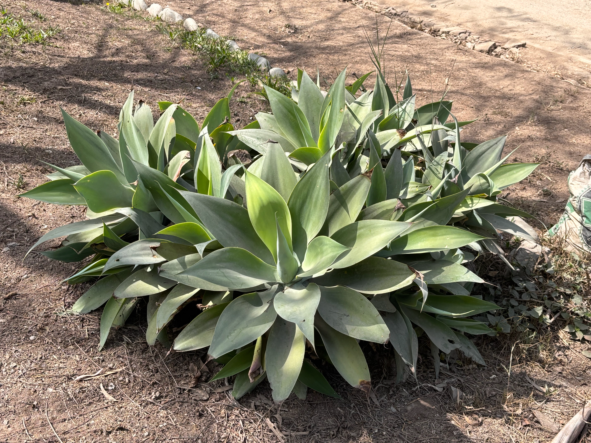 Imagem de Agave-dragão