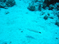 Parapercis hexophtalma