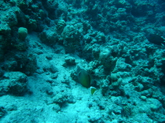 Sufflamen albicaudatum