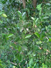 Suregada aequorea