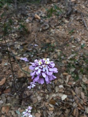Iberis linifolia dunalii