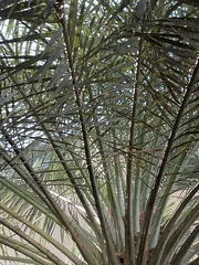Phoenix dactylifera