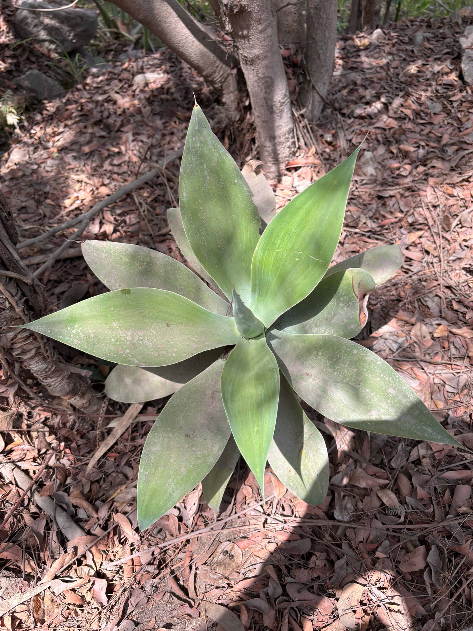 Imagem de Agave-dragão