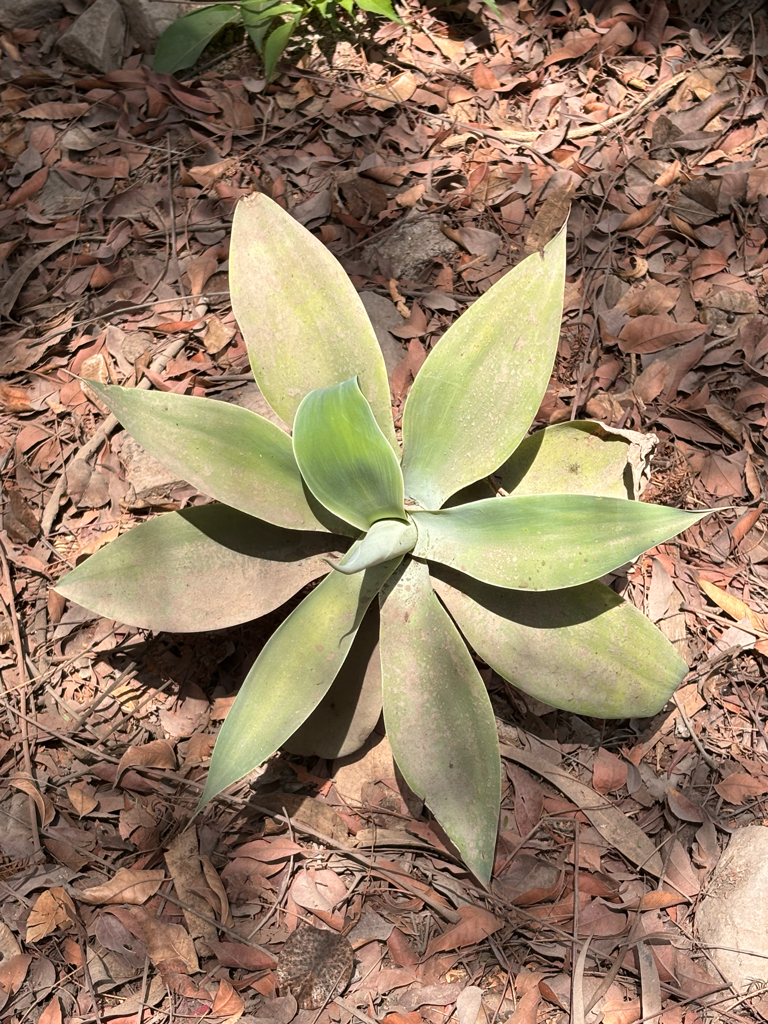 Imagem de Agave-dragão