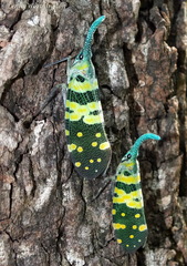 Pyrops viridirostris