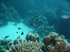 Pycnochromis dimidiatus