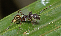 Dolichoderus extensispinus
