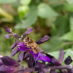 Apis mellifera