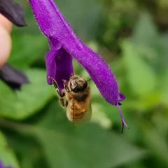Apis mellifera