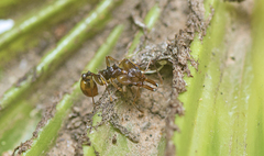 Orectognathus versicolor