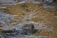 Neurobasis chinensis