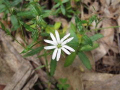 Stellaria angustifolia