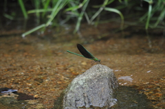 Neurobasis chinensis