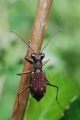 Cylindera labioaenea