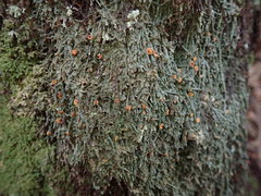 Coenogonium luteum