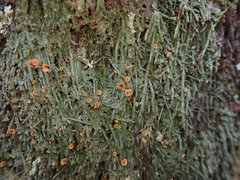 Coenogonium luteum