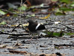 Enicurus leschenaulti