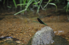 Neurobasis chinensis