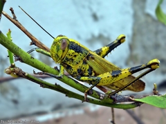 Valanga nigricornis