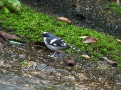 Enicurus schistaceus