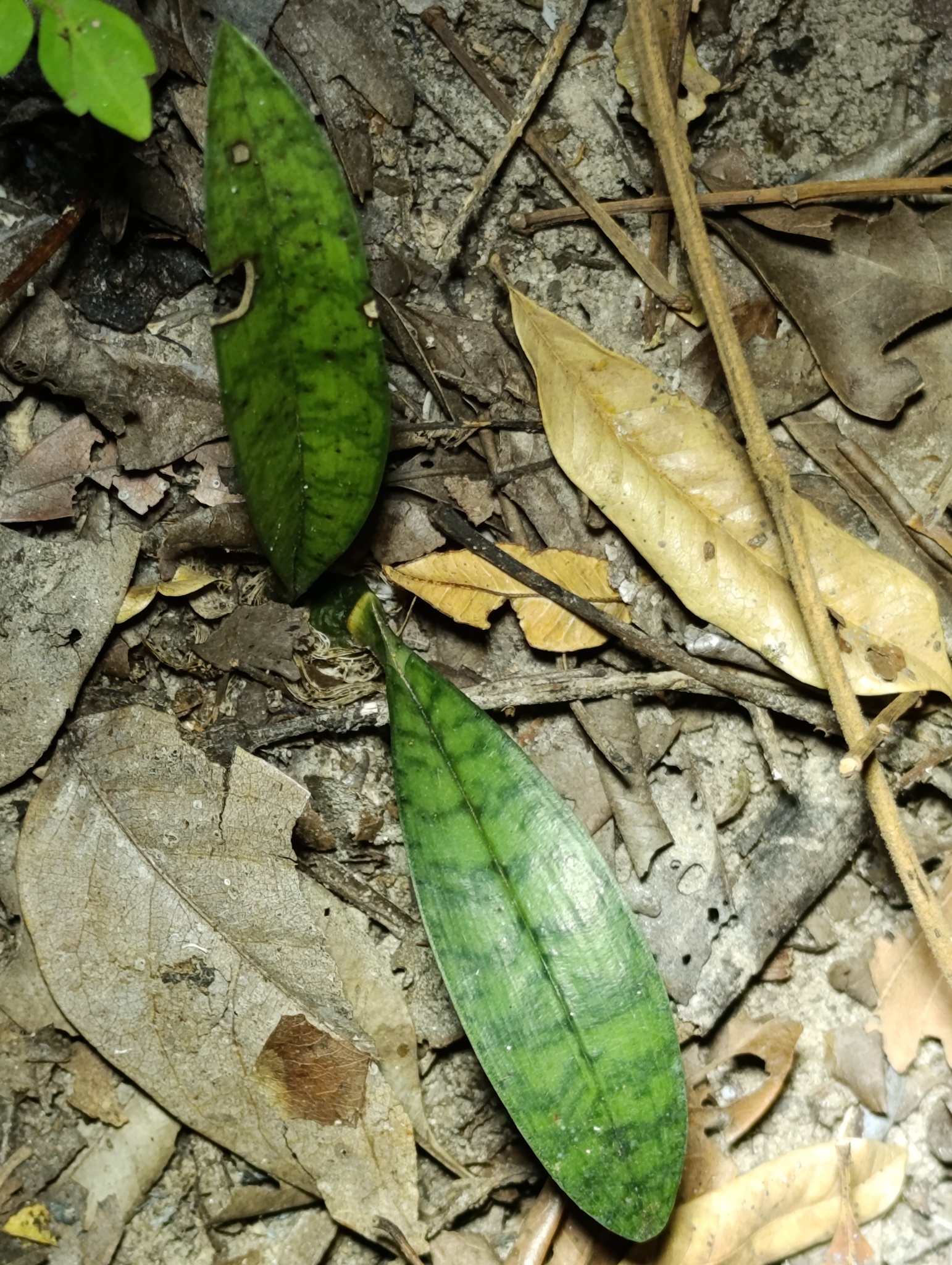 Eulophia maculata