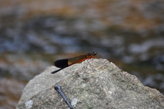 Neurobasis chinensis