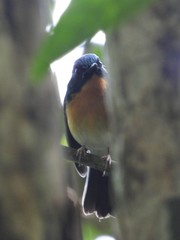 Cyornis glaucicomans